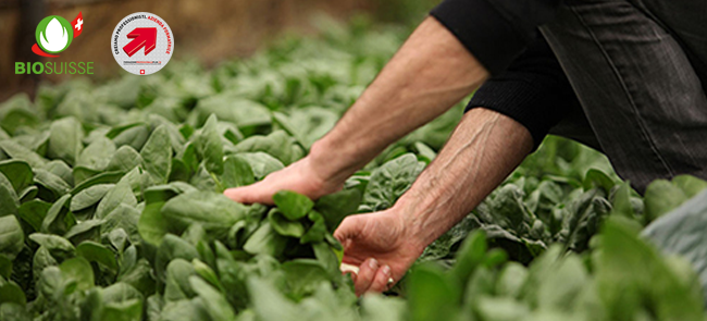 azienda biologica di caritas ticino